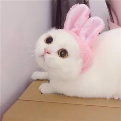 粉嫩猫咪情侣头像