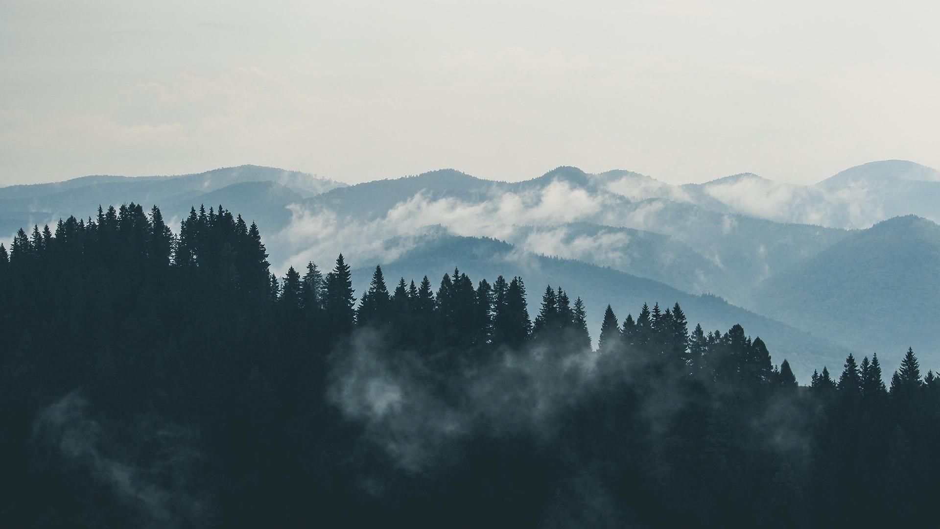 云海环绕的薄雾森林如仙境高清拍摄