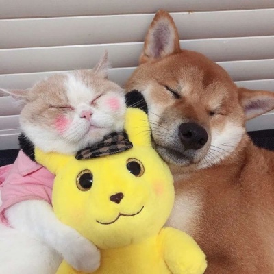 非常可爱的猫猫狗狗闭眼睡觉情侣头像