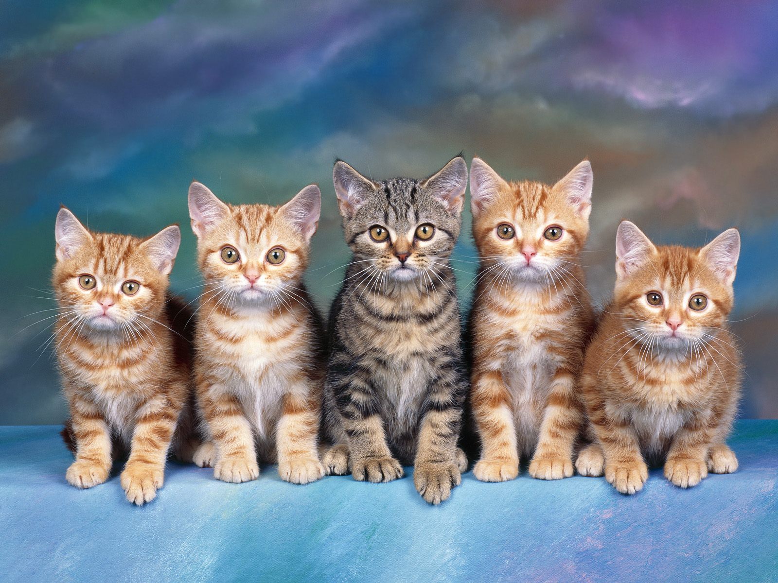 各种颜色的小猫咪高冷气质桌面壁纸