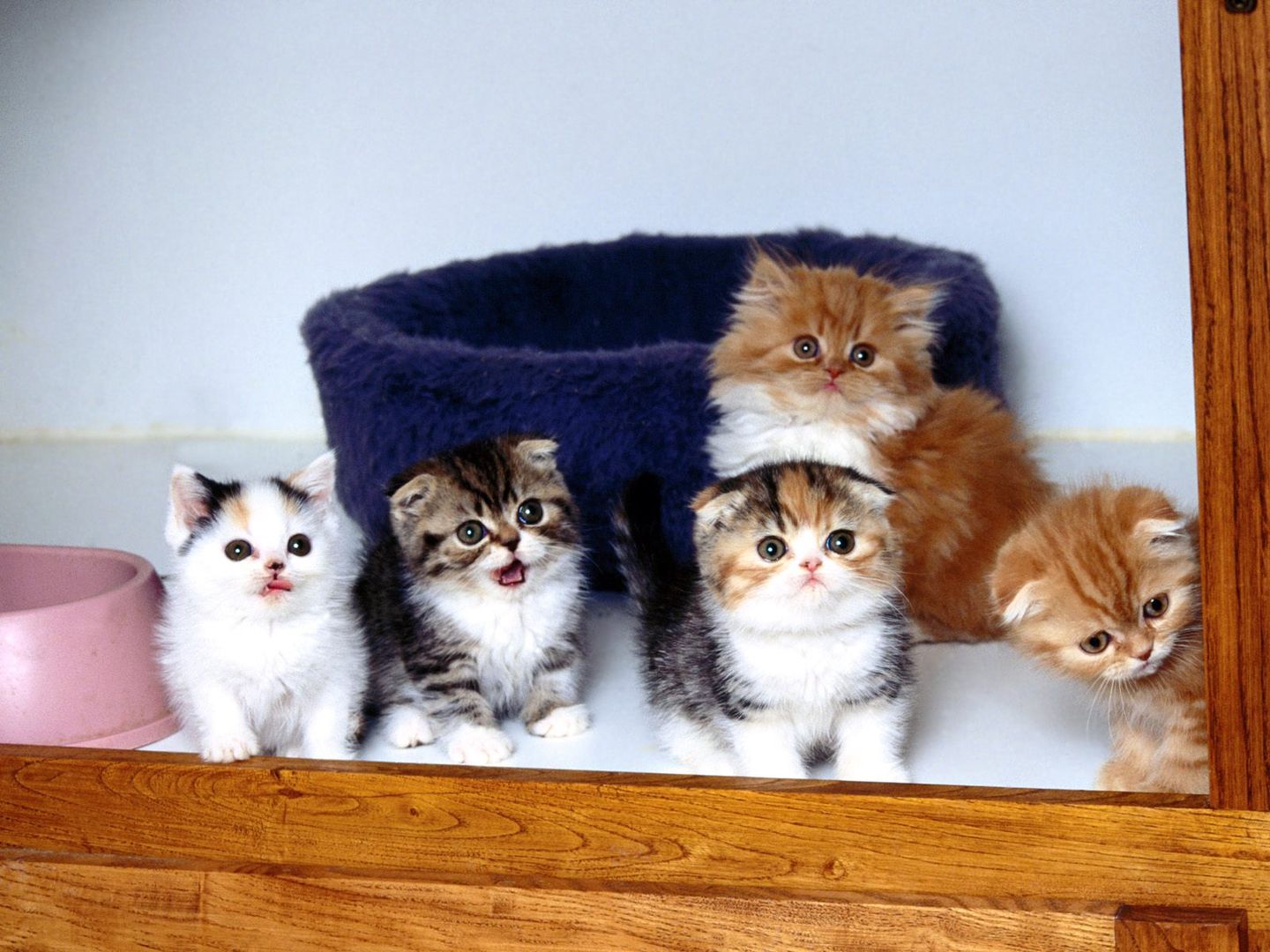 或大或小或萌或冷的几只小猫咪高清壁纸