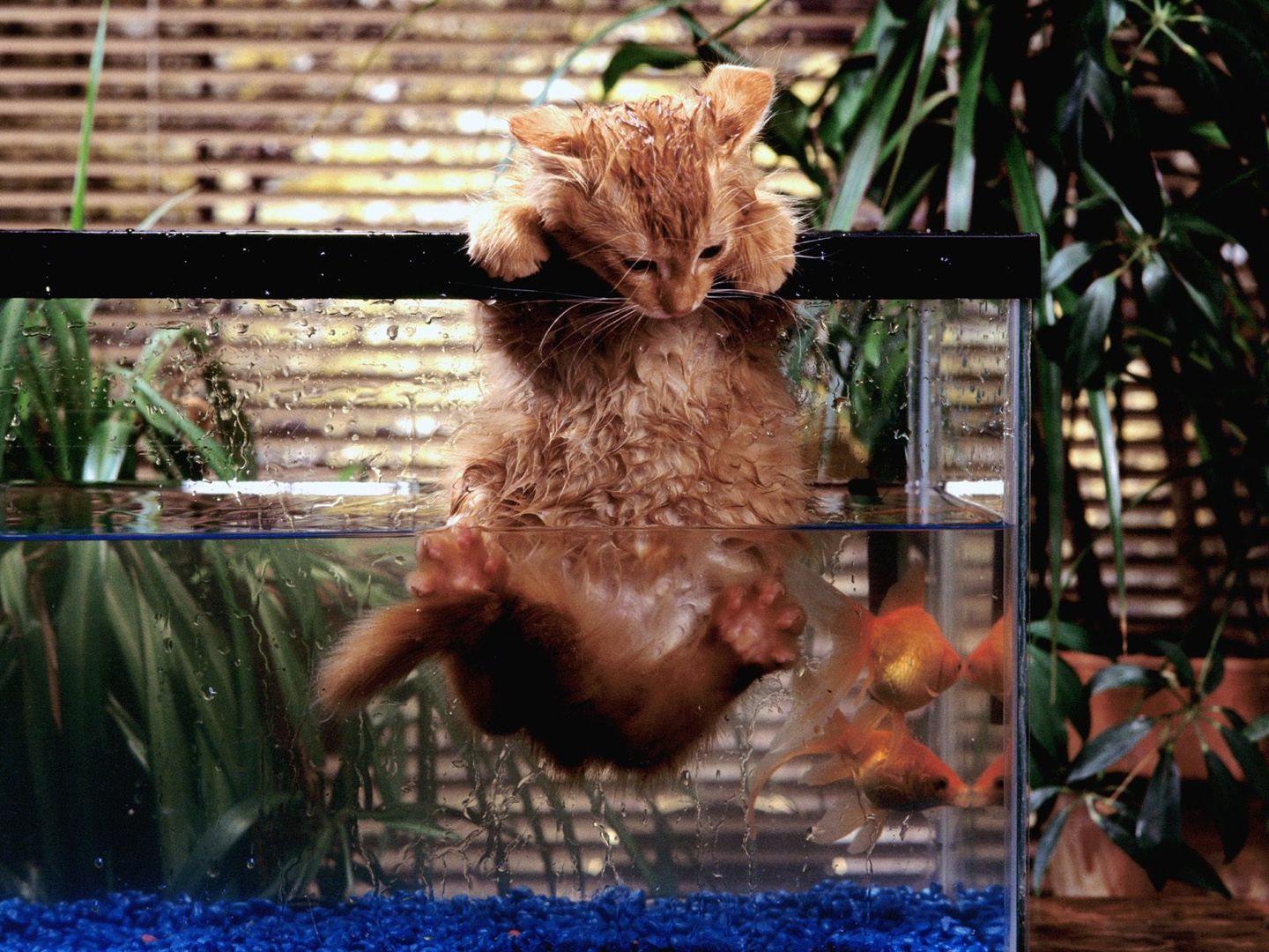 高冷猫咪不小心掉进水里湿身高清桌面壁纸