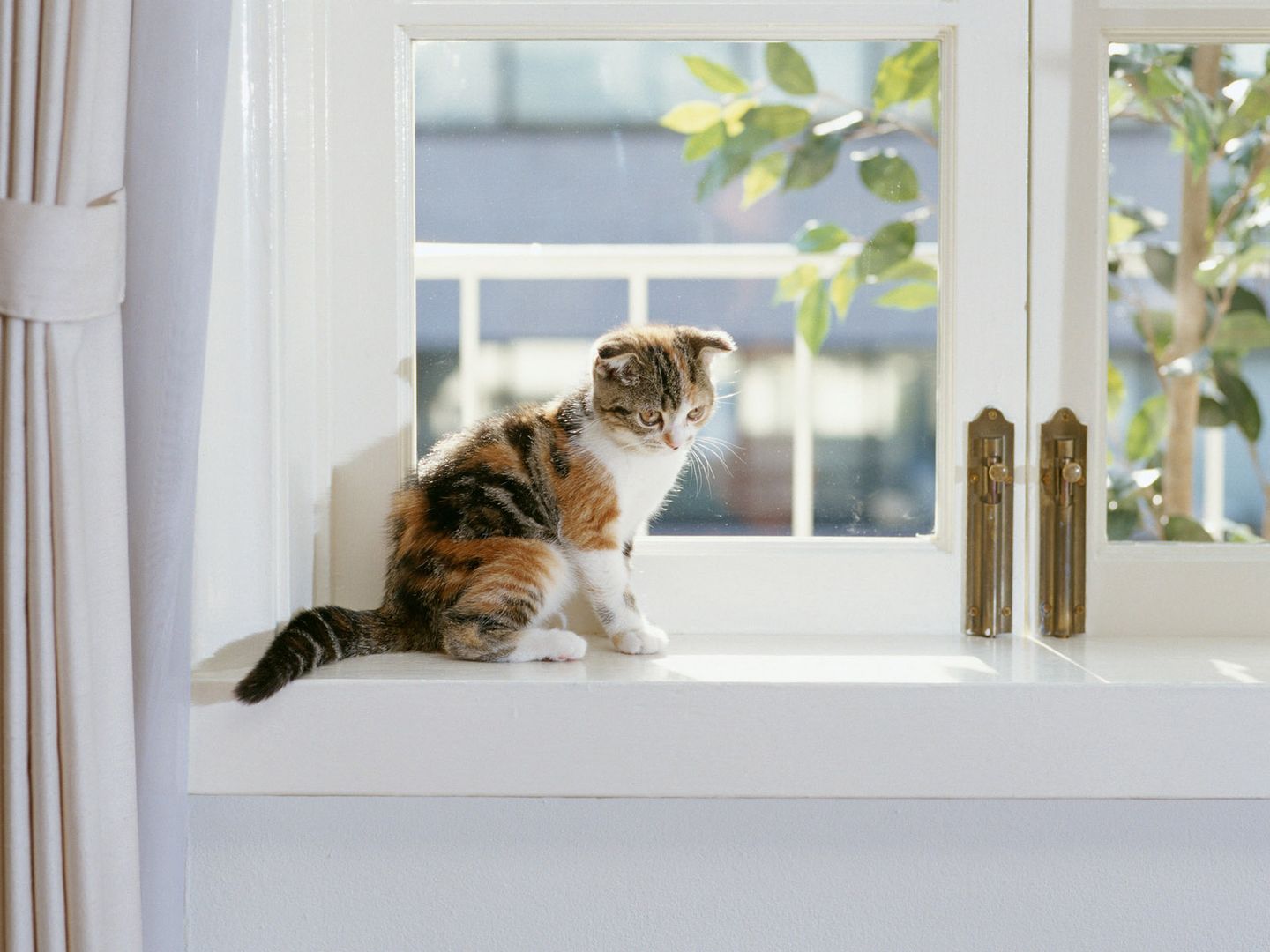 娇小幼嫩小猫咪午后阳光慵懒高清桌面壁纸