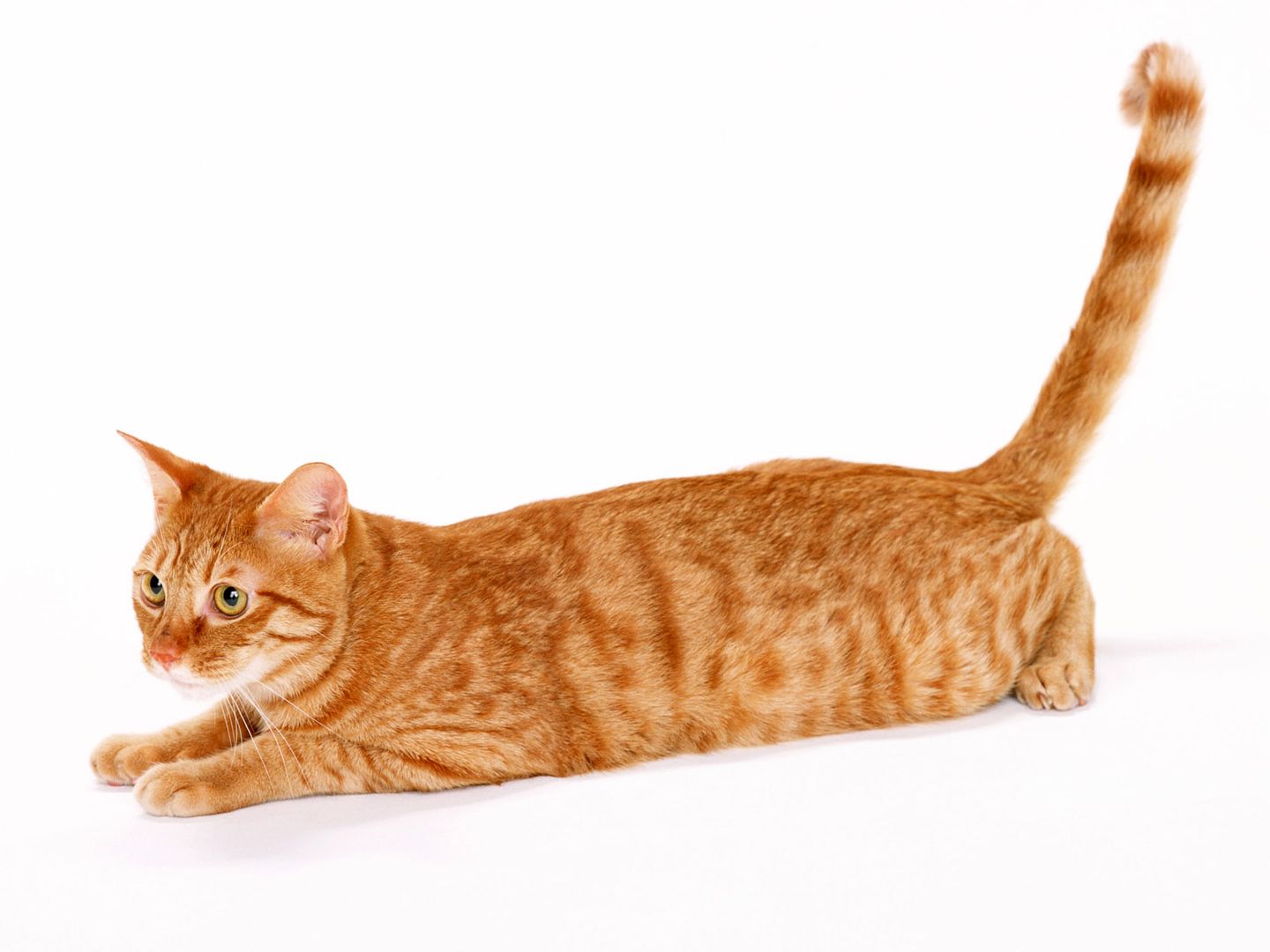 体型肥大萌萌外形的猫咪高清桌面壁纸