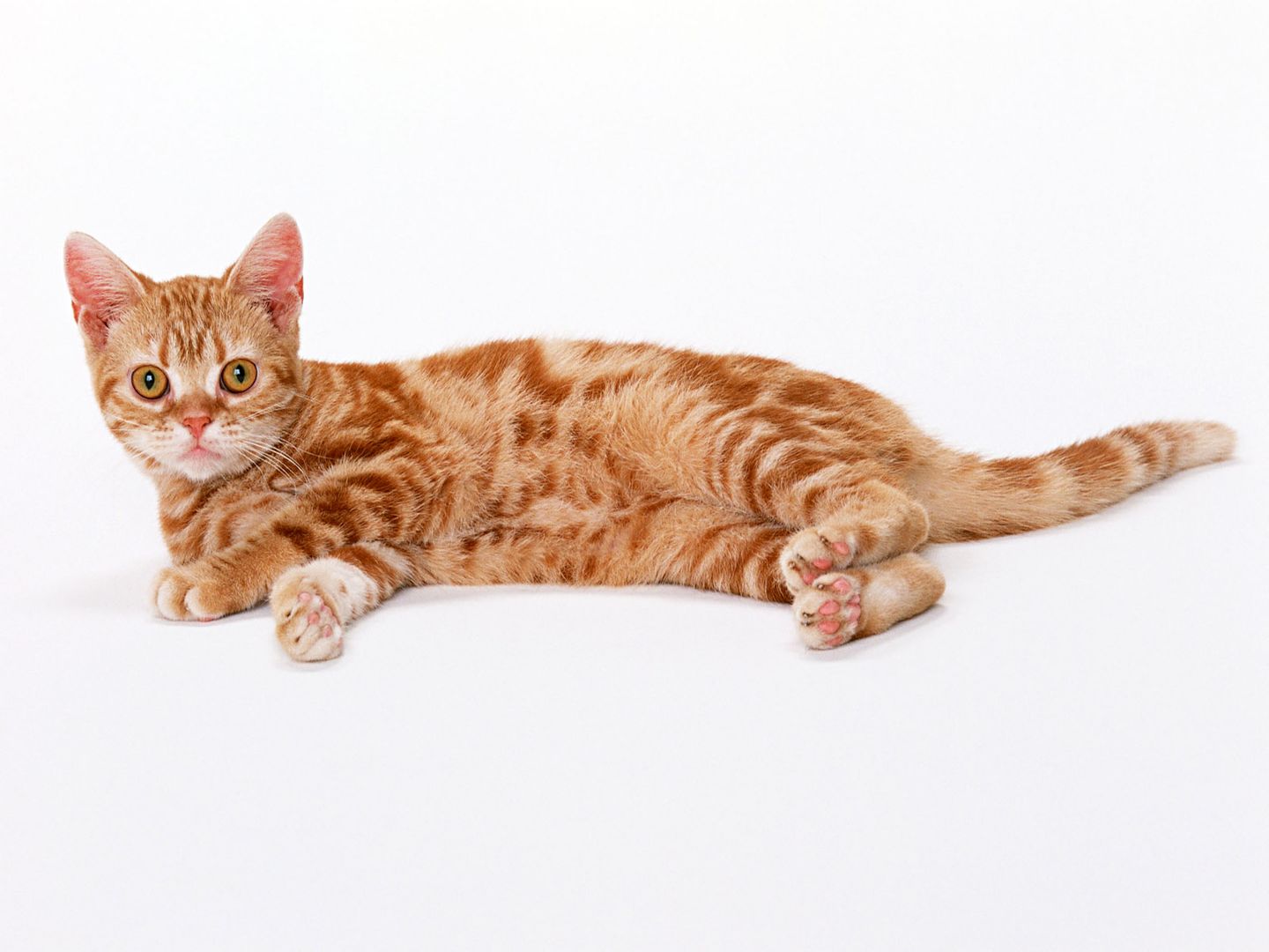 体型肥大萌萌外形的猫咪高清桌面壁纸