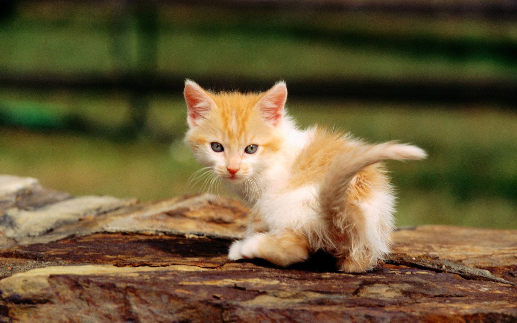 幼小娇嫩的小猫咪午后阳光高冷桌面壁纸