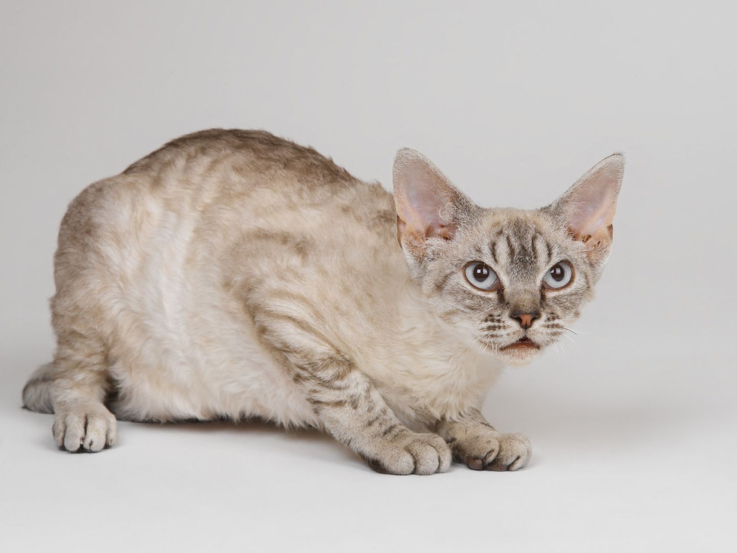 萌翻的肥肥哒小猫咪高冷单纯背景色桌面壁纸