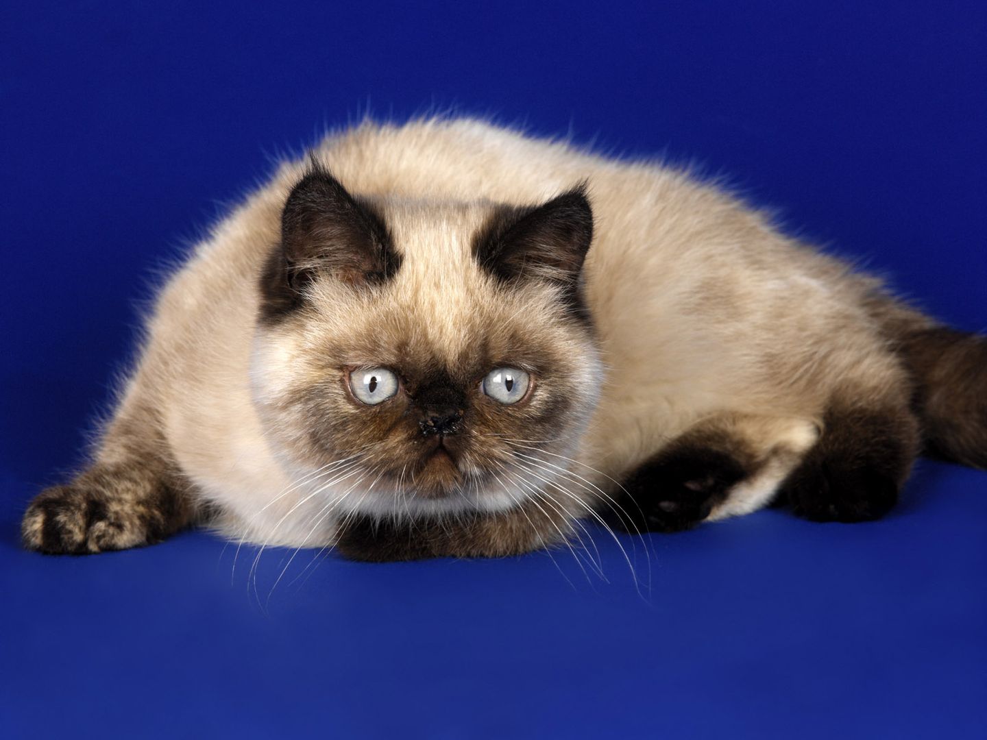 萌翻的肥肥哒小猫咪高冷单纯背景色桌面壁纸