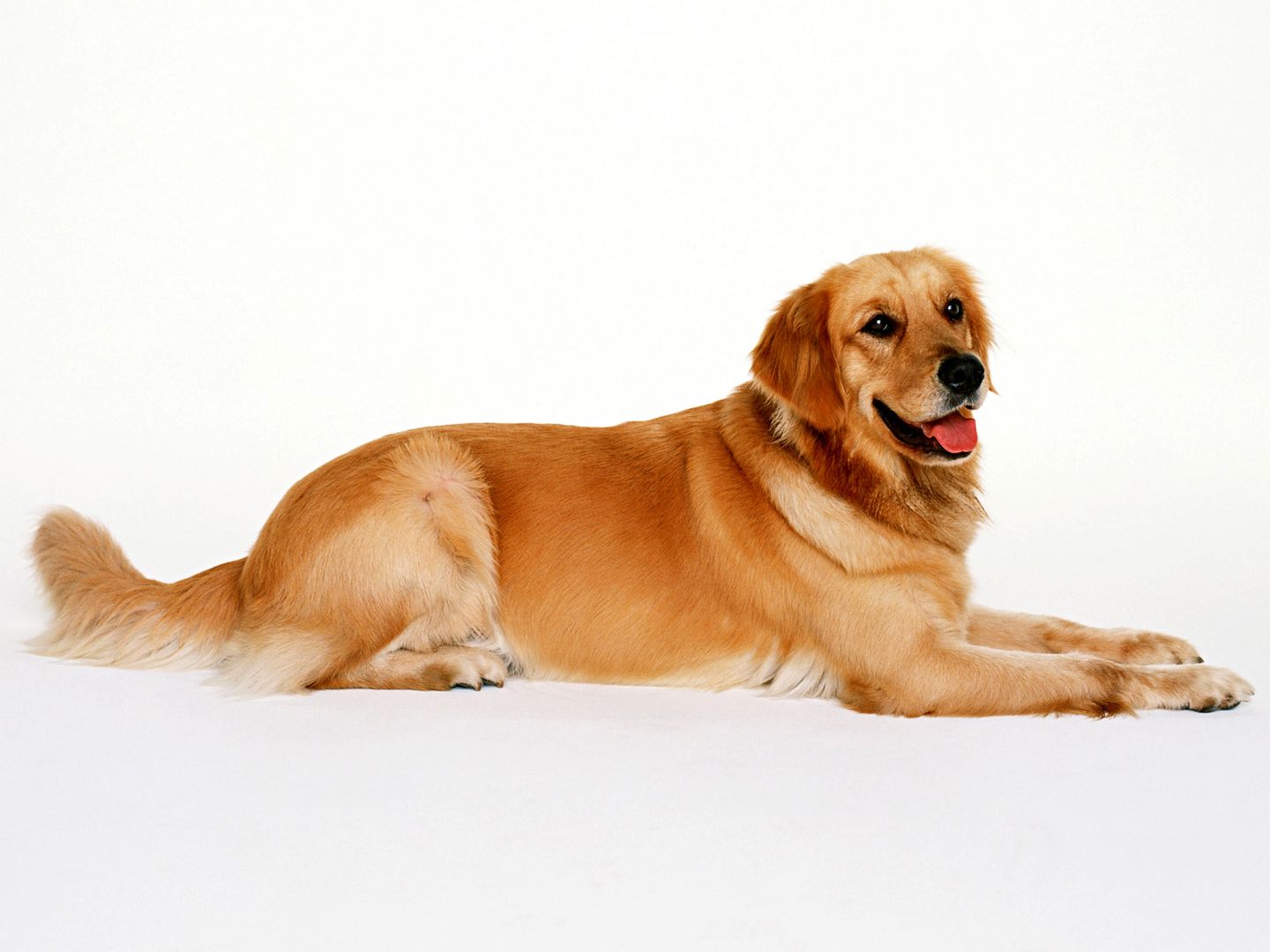 比格猎犬+拉布拉多超萌气质矫健身躯狗狗壁纸