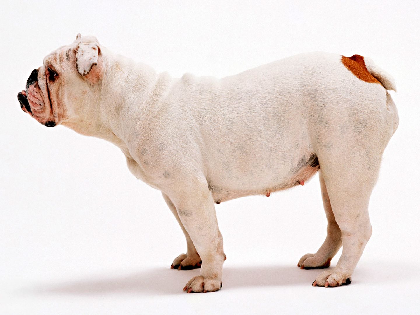 比格猎犬+拉布拉多超萌气质矫健身躯狗狗壁纸