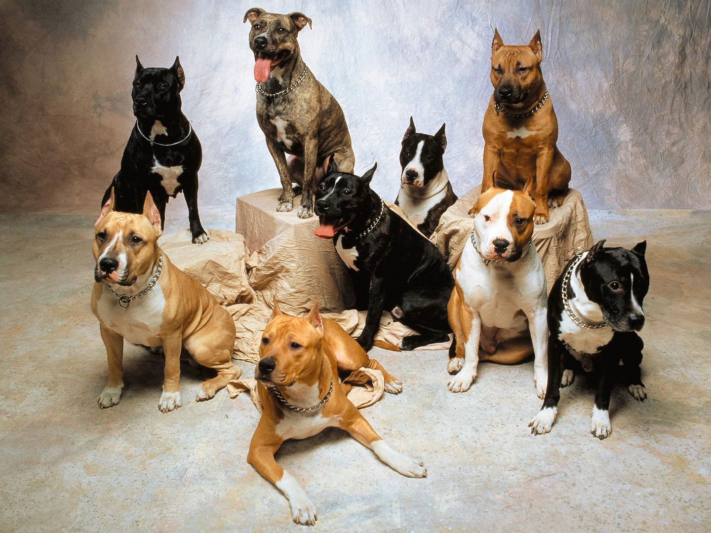腊肠犬+斗牛犬+拉布拉多可爱狗狗们合集壁纸