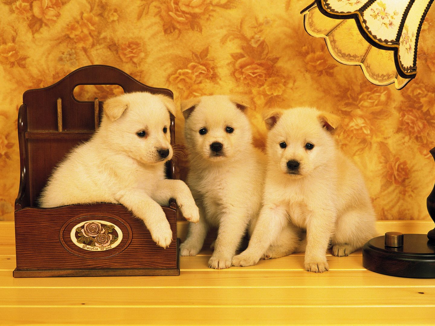 金毛犬+斗牛犬+哈士奇众多狗狗高清桌面壁纸
