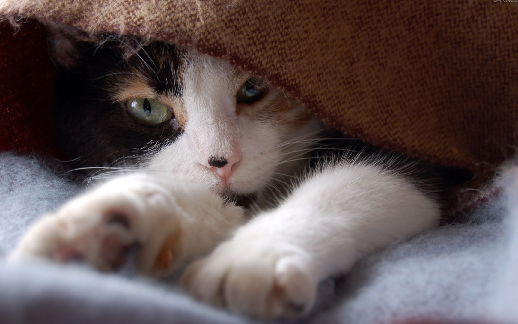 肥肥哒的超萌可爱小猫咪高冷眼神高清壁纸