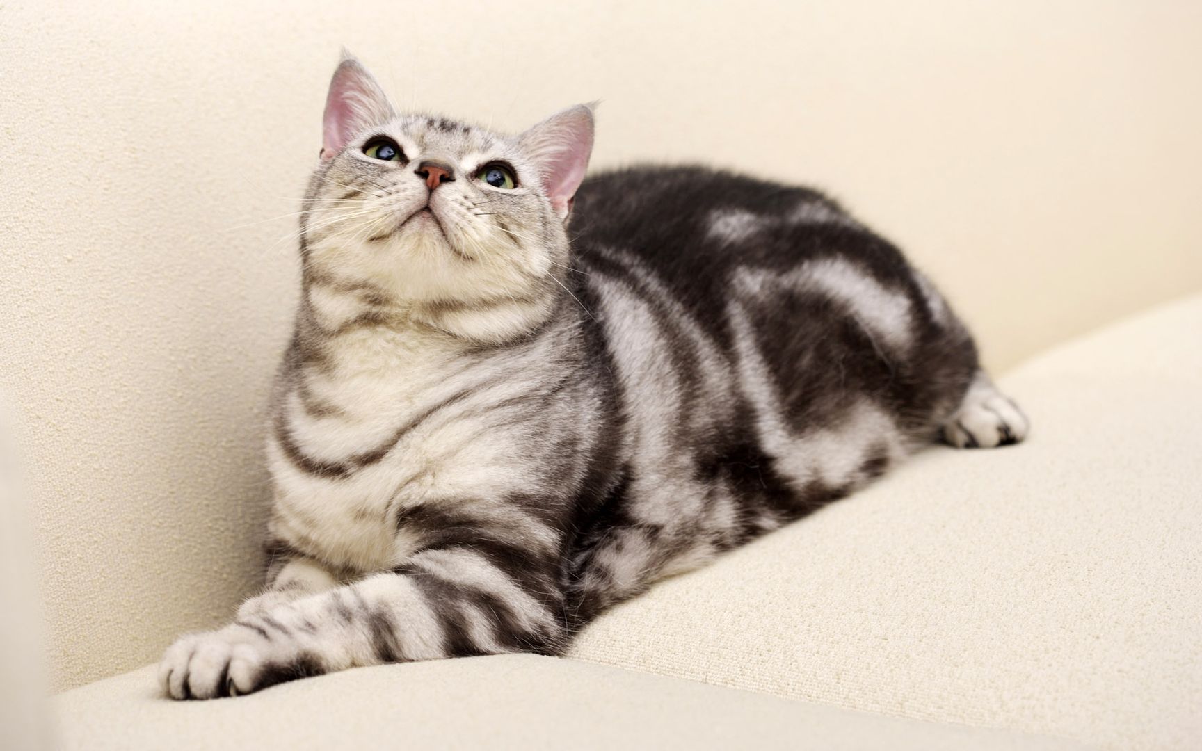 炯炯有神的小猫咪微胖身躯高清桌面壁纸