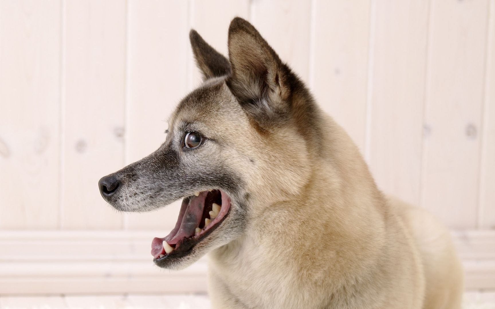 雪纳瑞+德克萨斯犬+美国猎狐犬汪星人集合高清图片