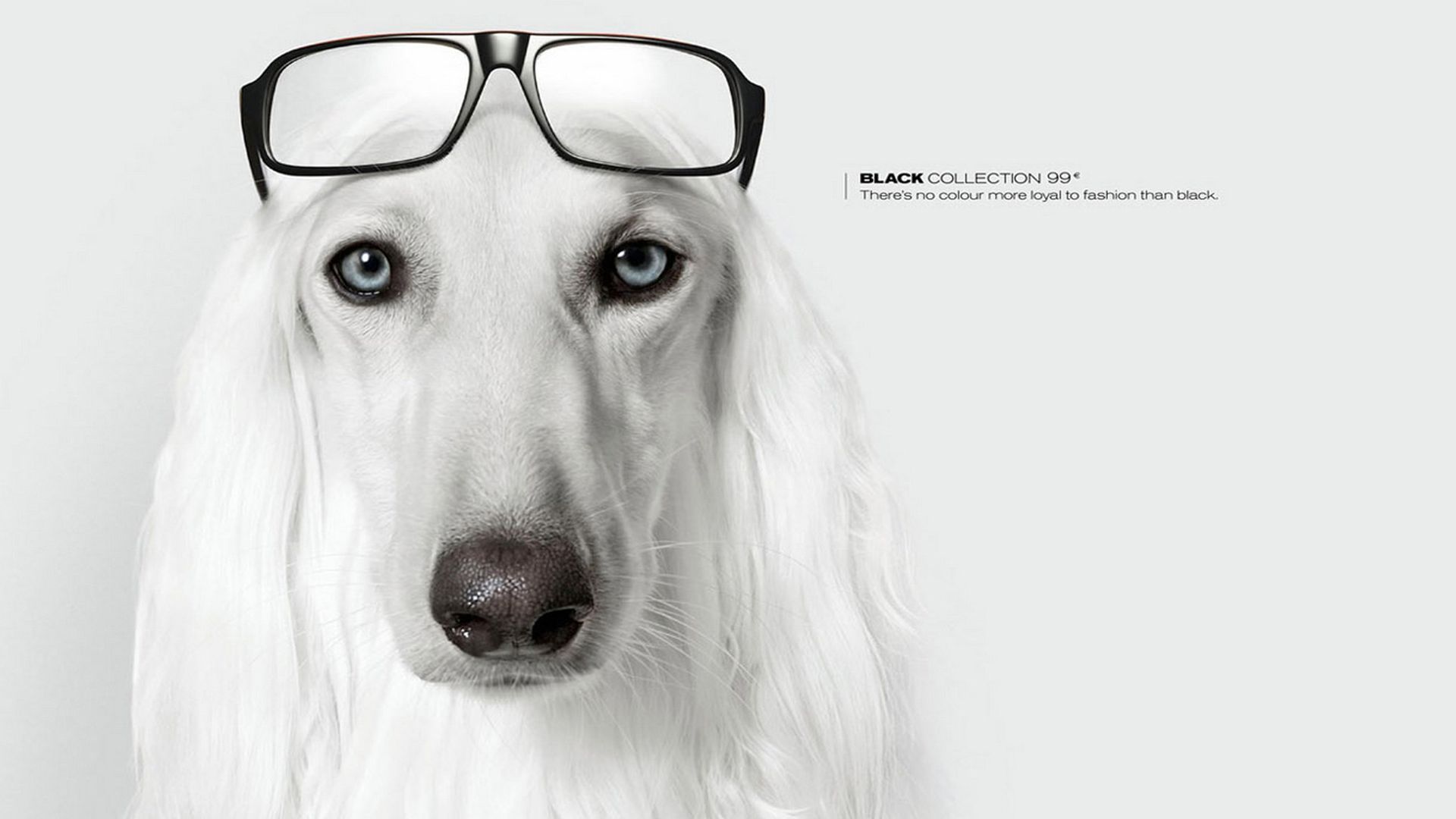 截眼镜的可爱狗狗创意设计高清大图壁纸