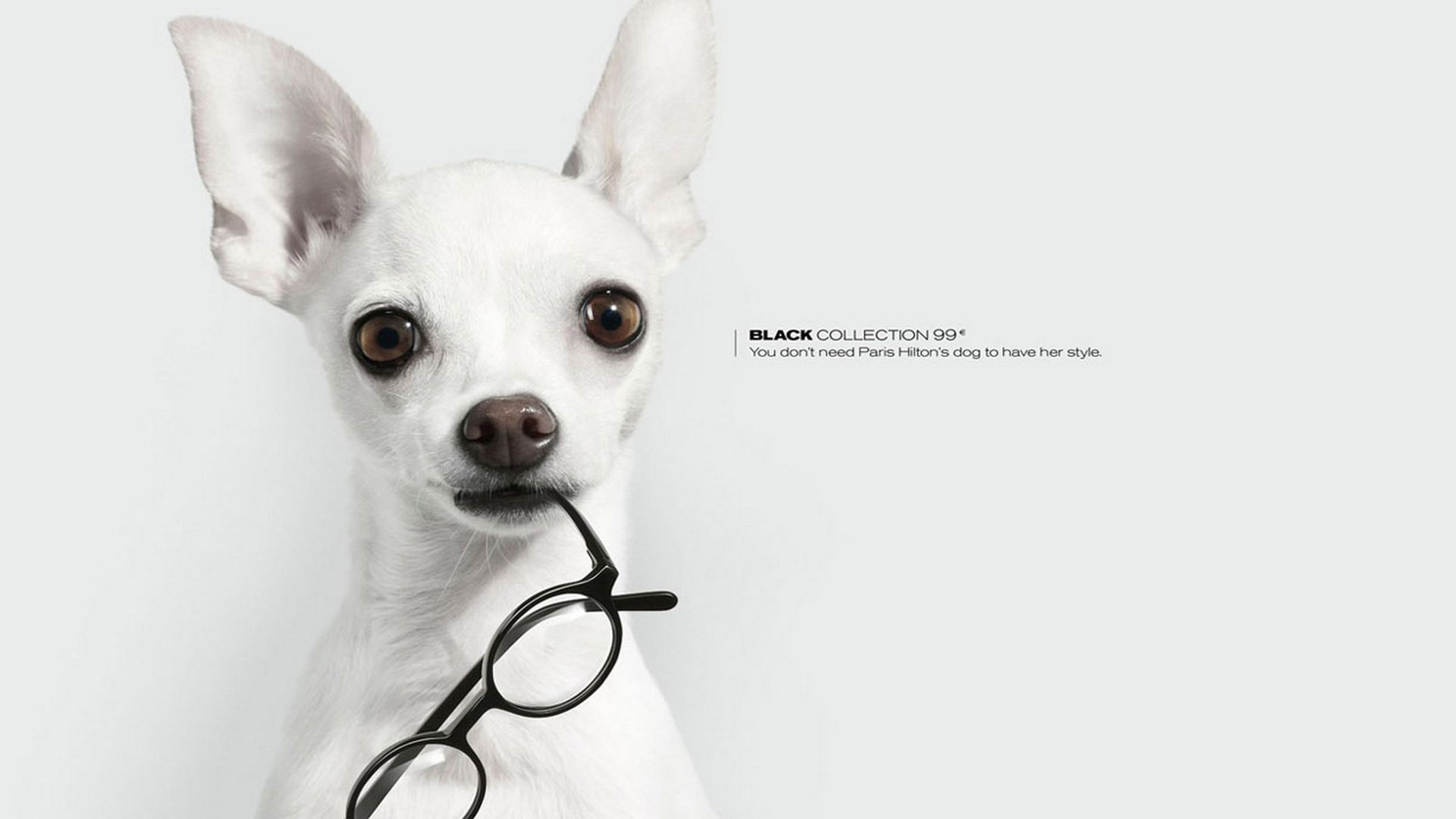 截眼镜的可爱狗狗创意设计高清大图壁纸