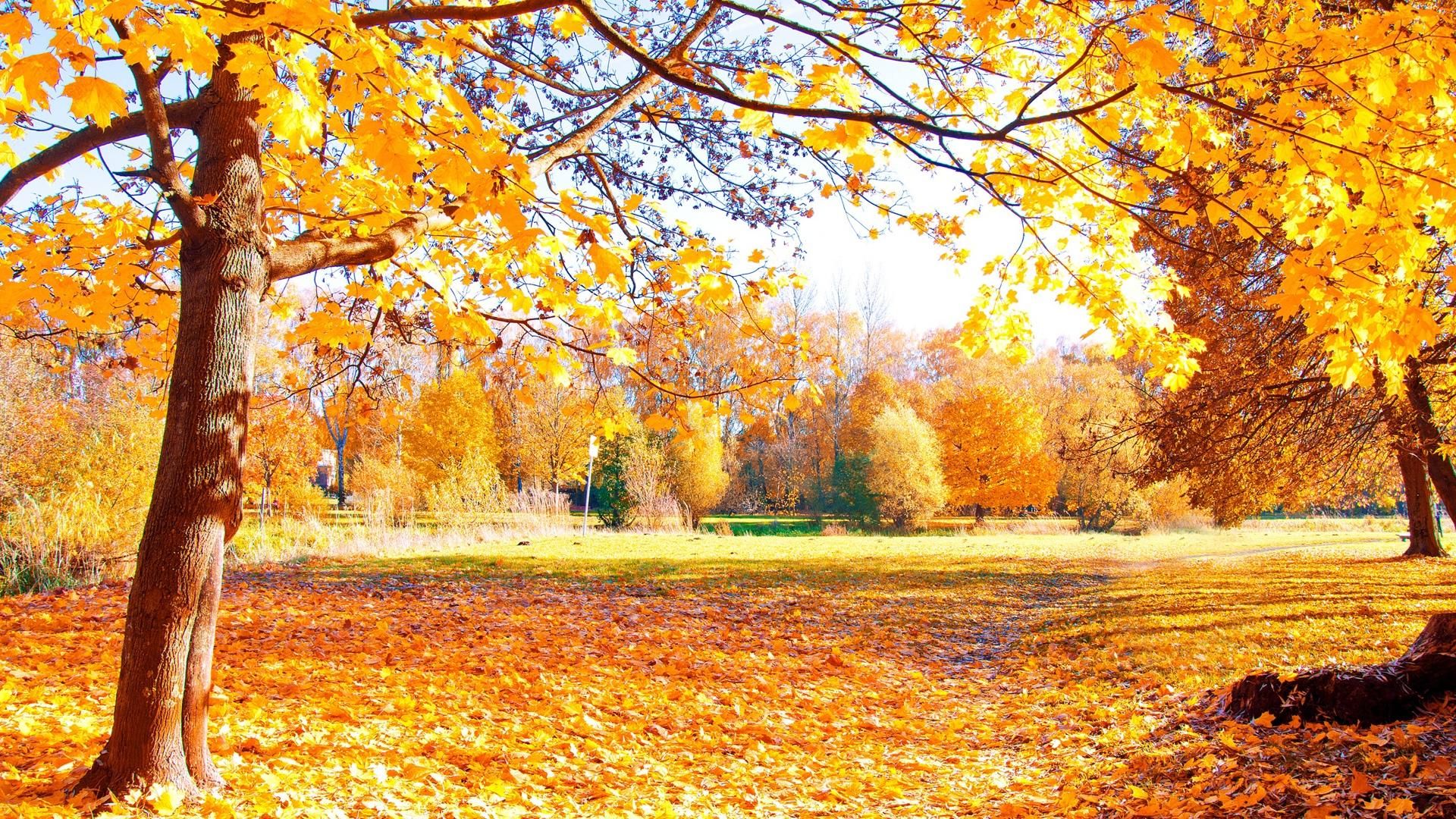 金色阳光秋天美景让人应接不暇桌面壁纸
