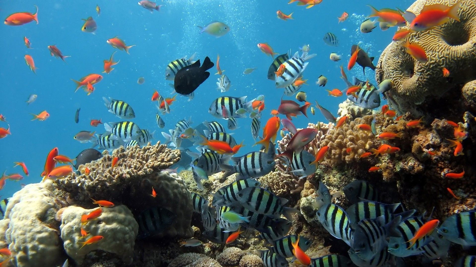 清澈的海底珊瑚鱼群唯美图片桌面壁纸