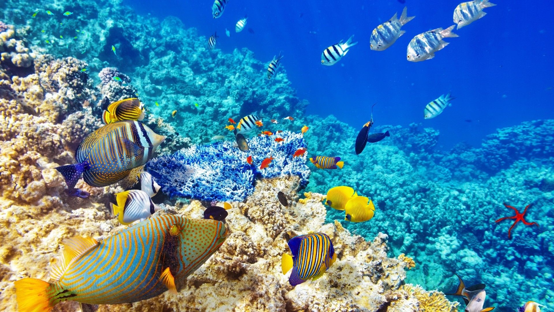 清澈的海底珊瑚鱼群唯美图片桌面壁纸