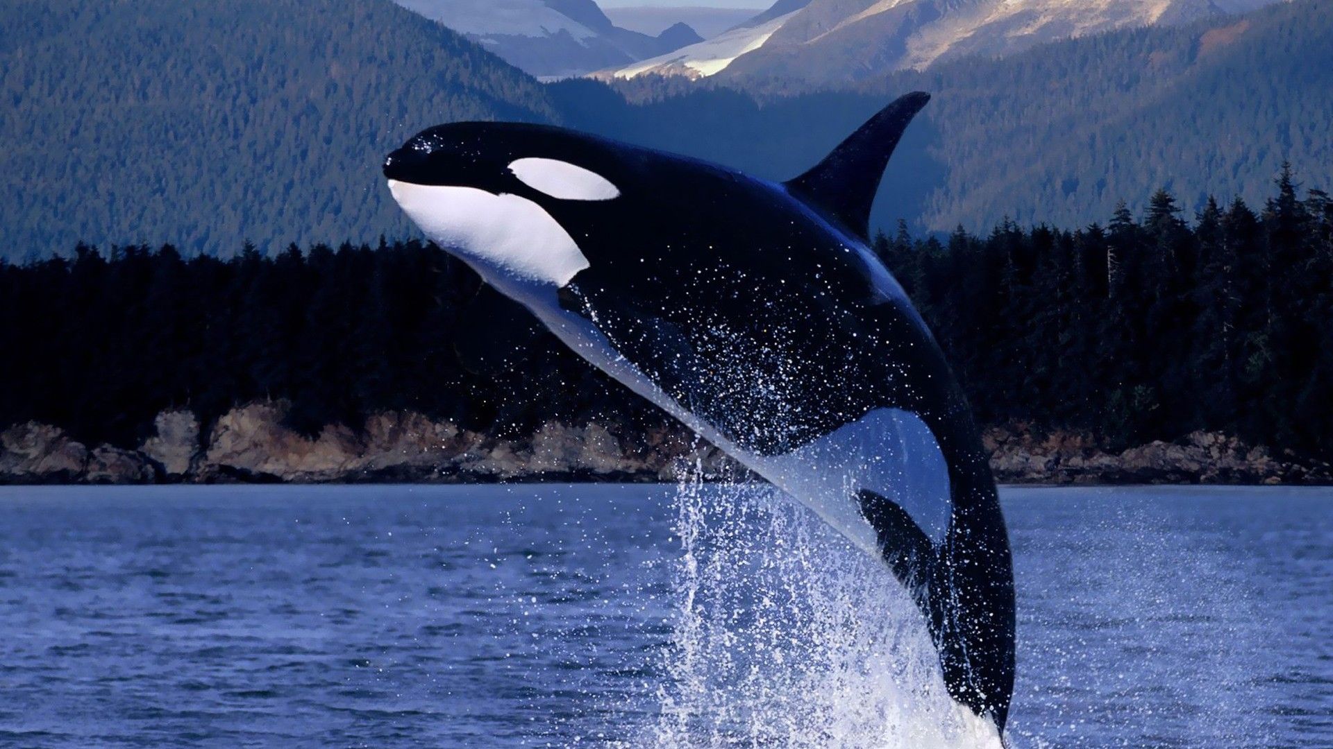 海洋世界中各种鲸鱼高清图片桌面壁纸