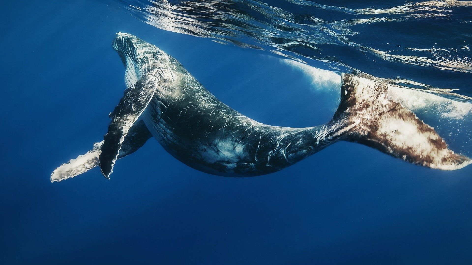 海洋世界中各种鲸鱼高清图片桌面壁纸