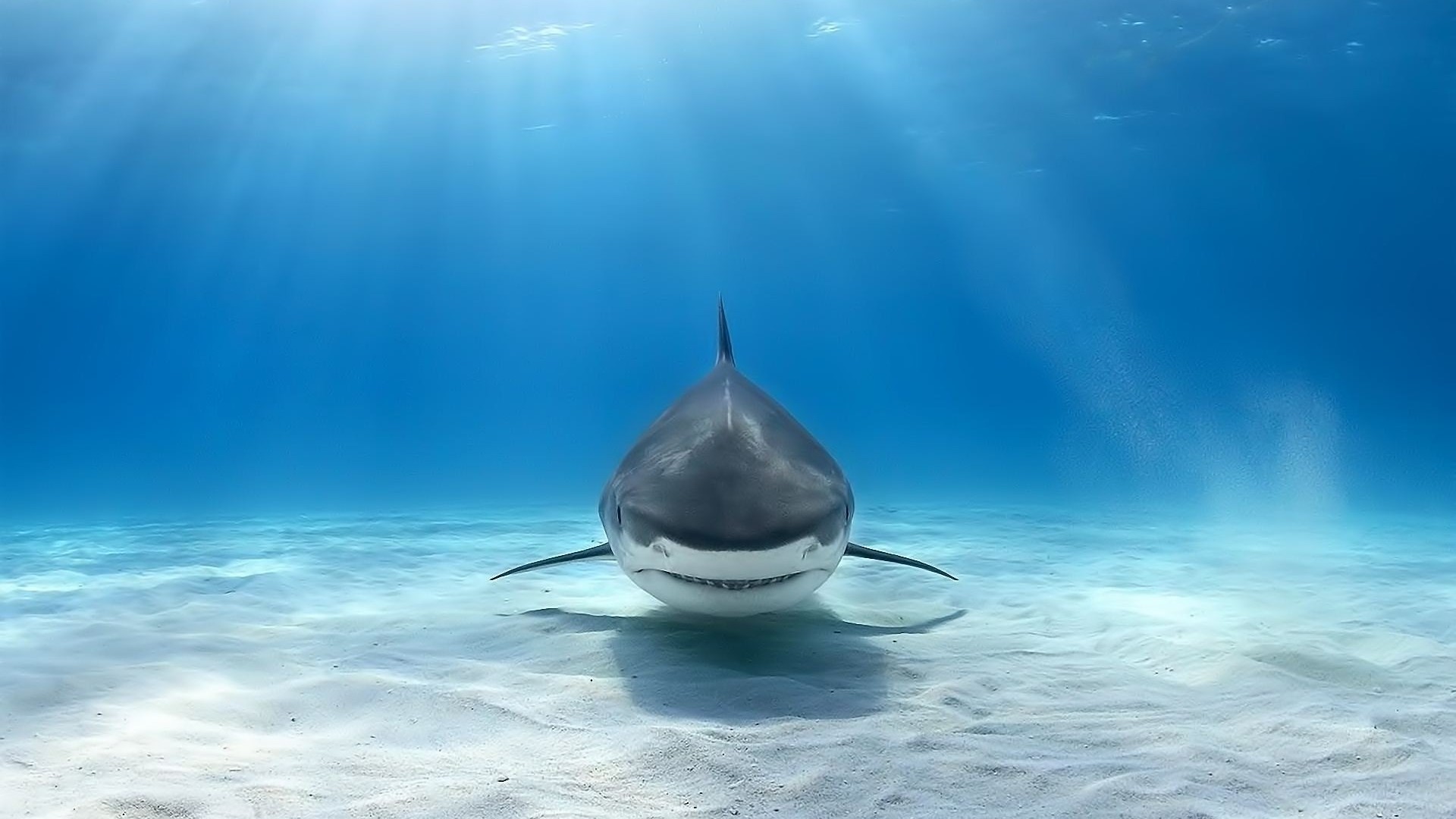 大海深处食物链顶端的大鲨鱼霸气无比桌面壁纸