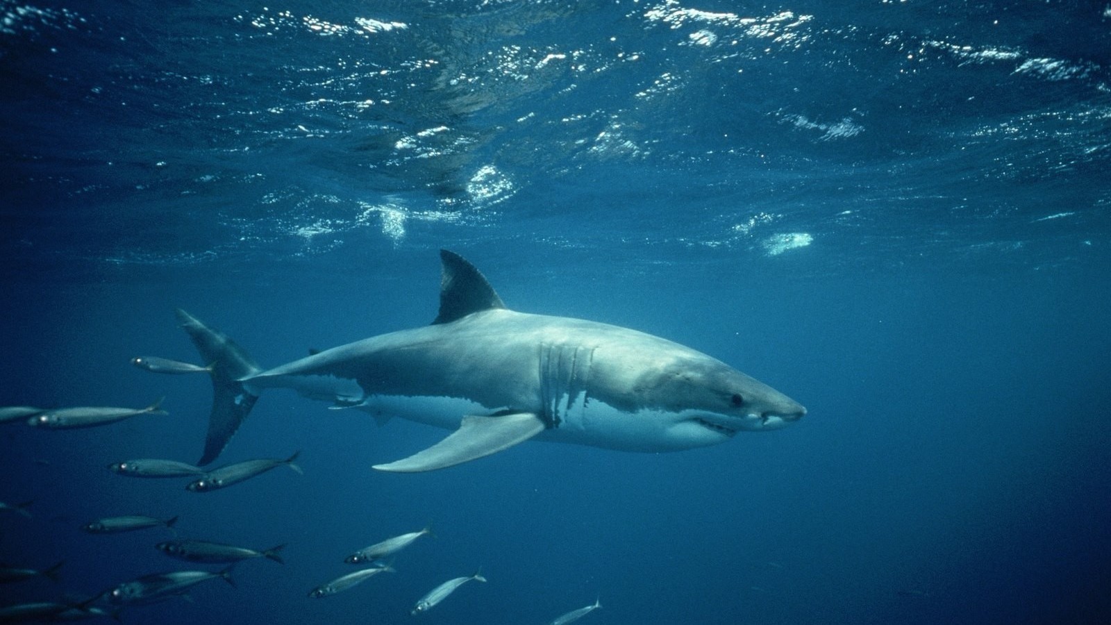 大海深处食物链顶端的大鲨鱼霸气无比桌面壁纸