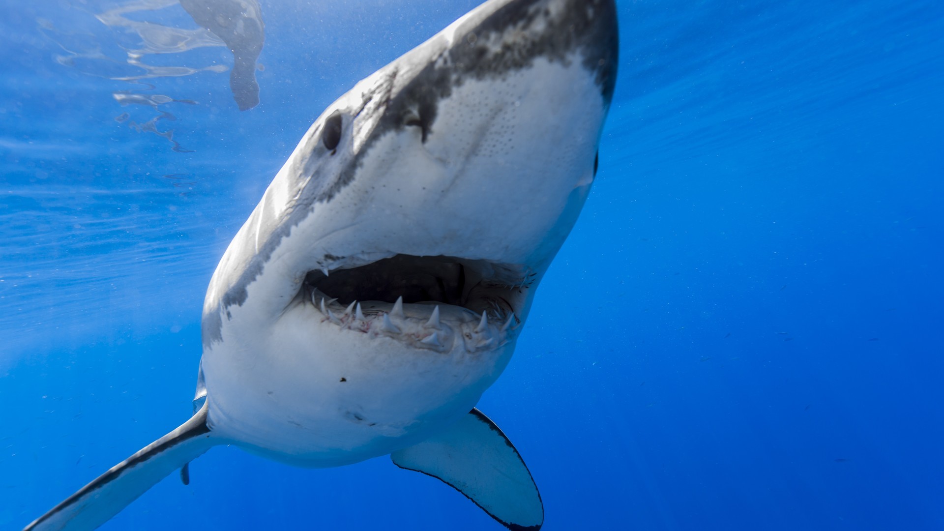 海洋霸主大鲨鱼张大嘴巴看着十分凶残桌面壁纸 