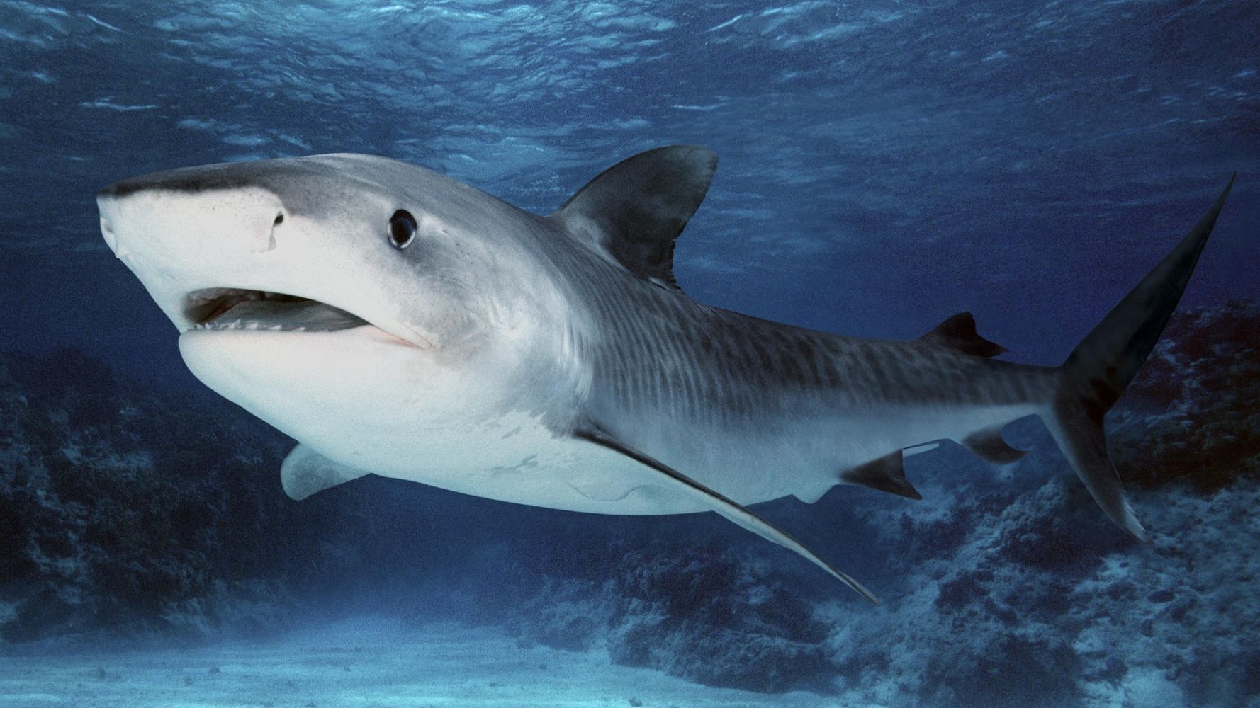 海洋霸主大鲨鱼张大嘴巴看着十分凶残桌面壁纸 