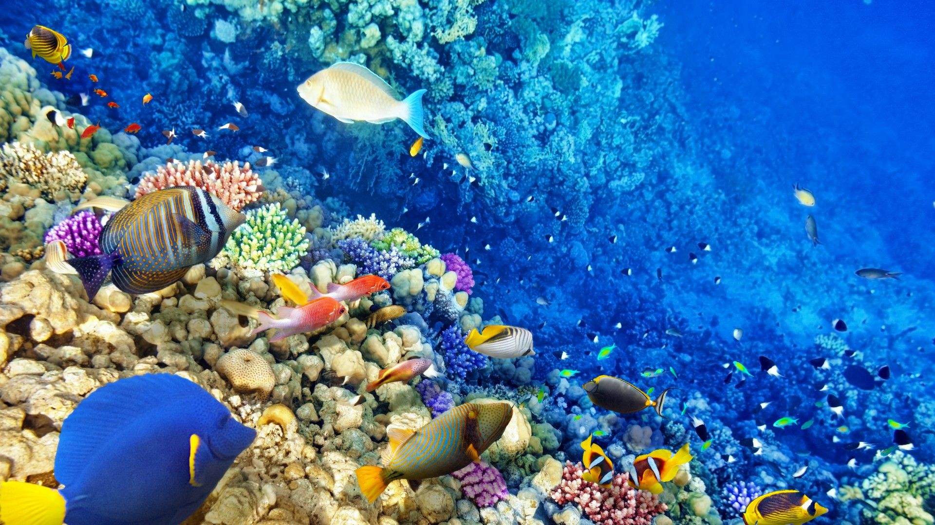 蓝色海洋美丽的海底世界各色鱼类壁纸