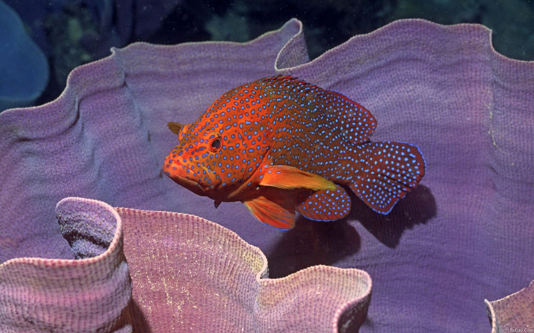海底世界各种热带鱼类五颜六色奇形怪异桌面壁纸