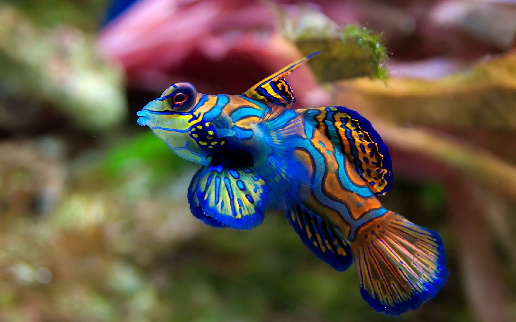 海底世界各种热带鱼类五颜六色奇形怪异桌面壁纸