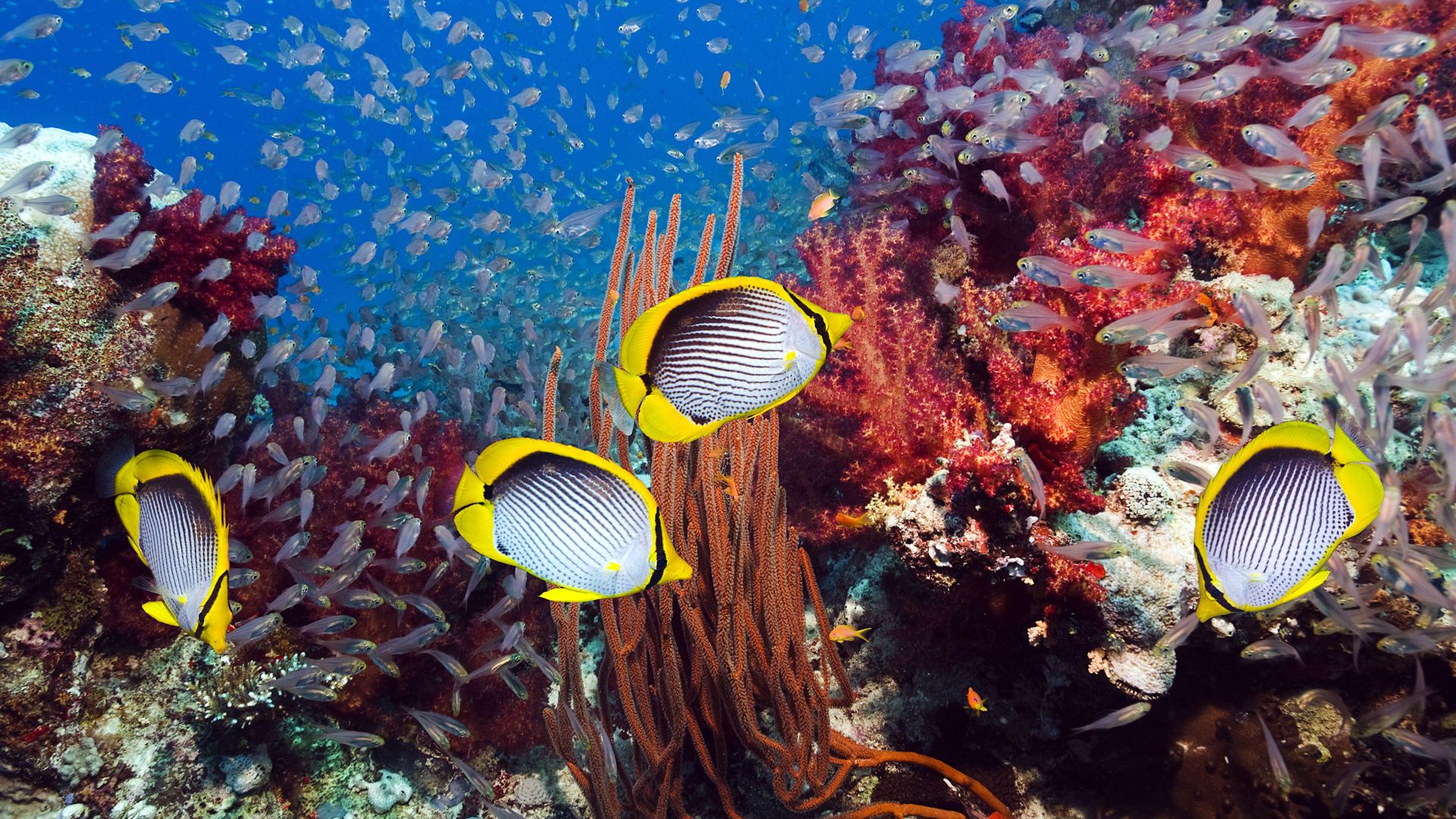 海底世界各种热带鱼类五颜六色奇形怪异电脑壁纸