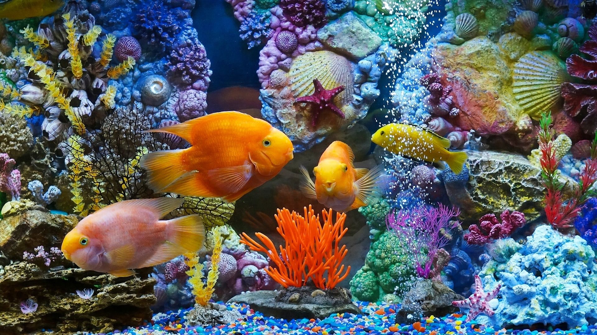 海底世界各种热带鱼类五颜六色奇形怪异电脑壁纸