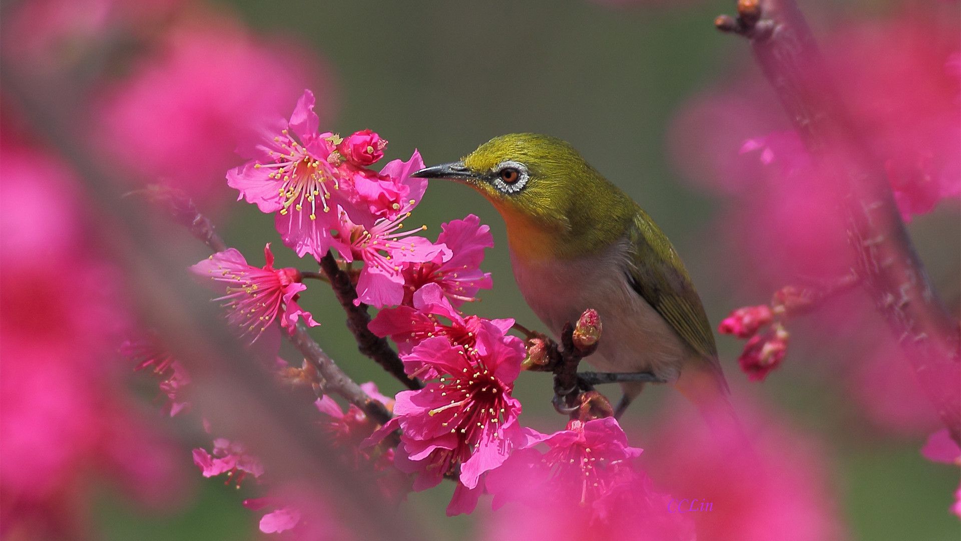 鲜艳的花朵加上悠闲的鸟儿 鸟语花香图片大全
