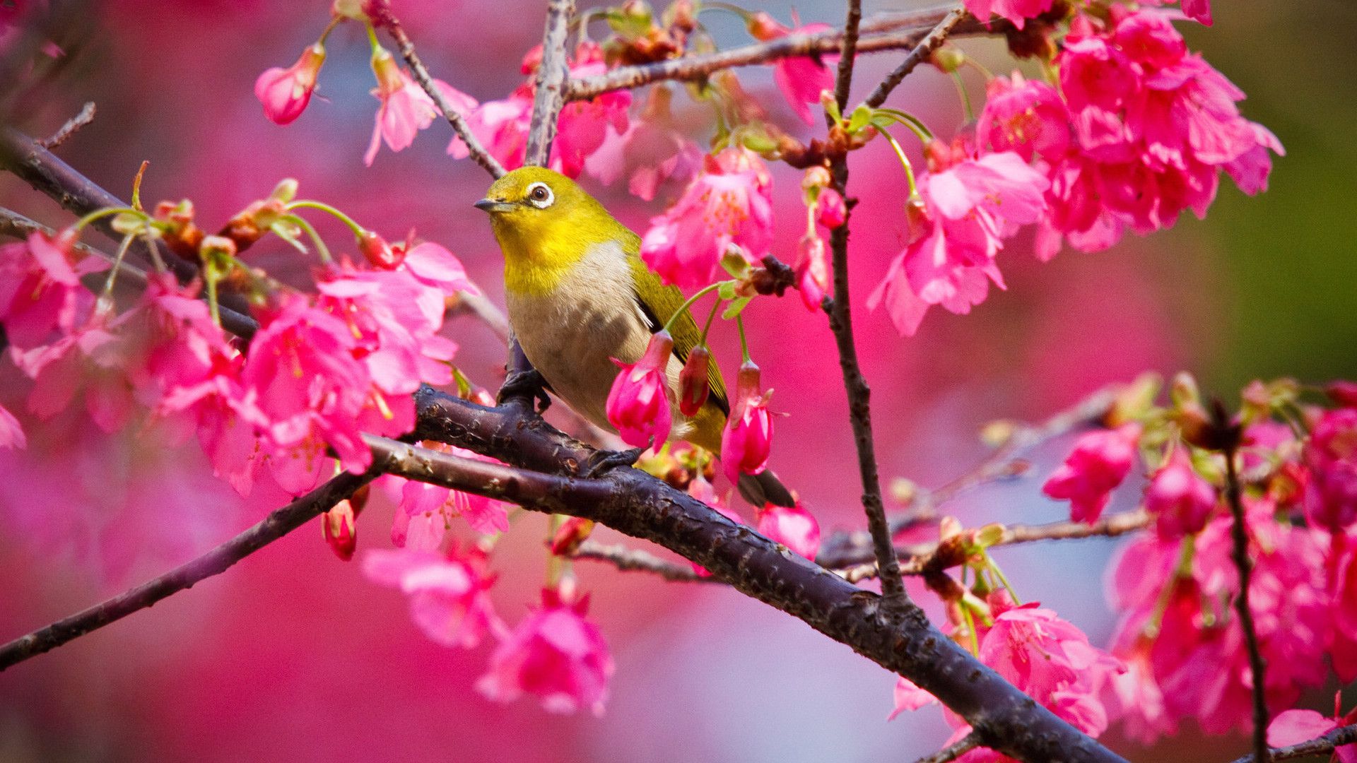 鲜艳的花朵加上悠闲的鸟儿 鸟语花香图片大全