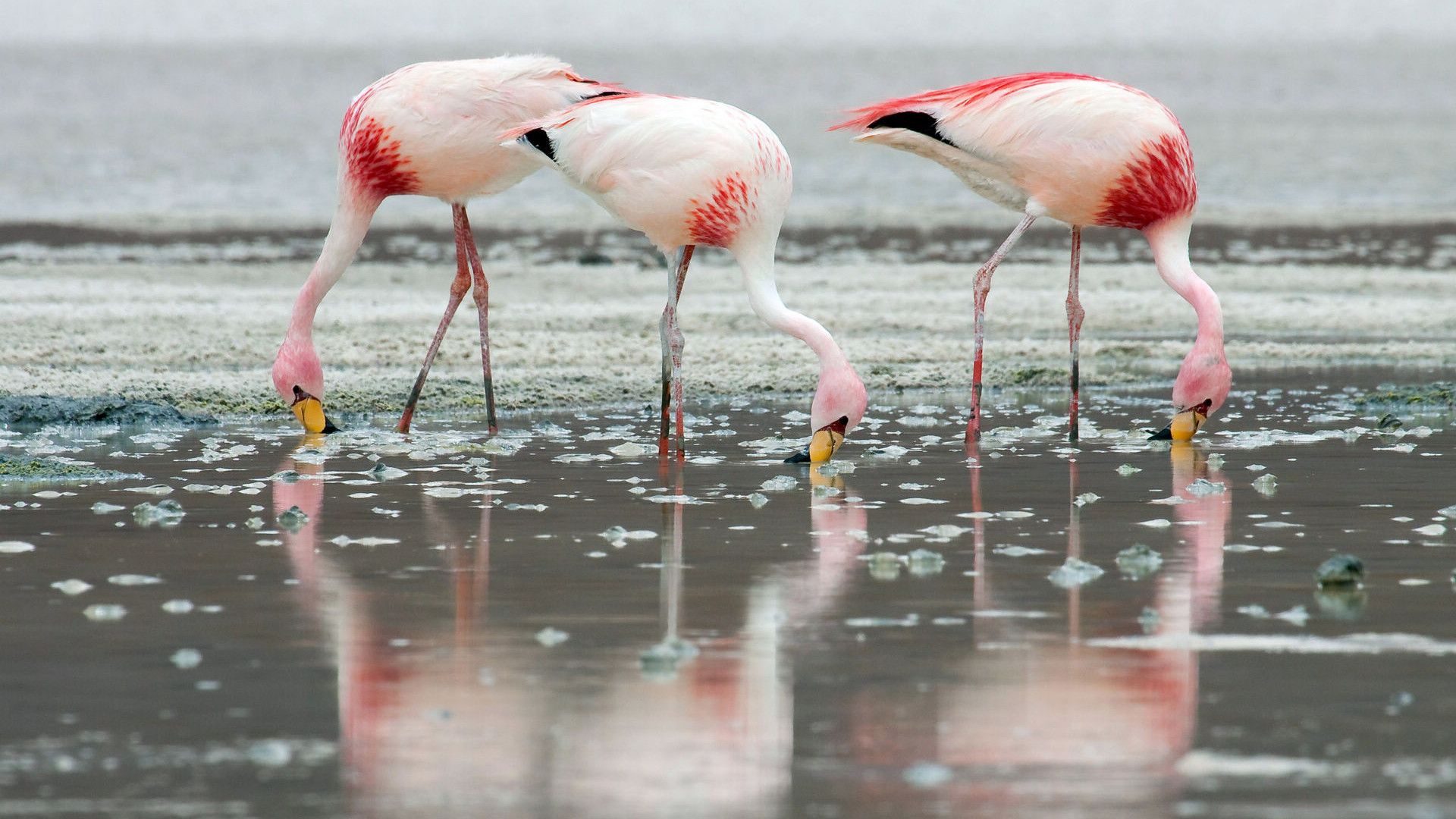 粉红色的火烈鸟喜欢成群结队生活壁纸桌面