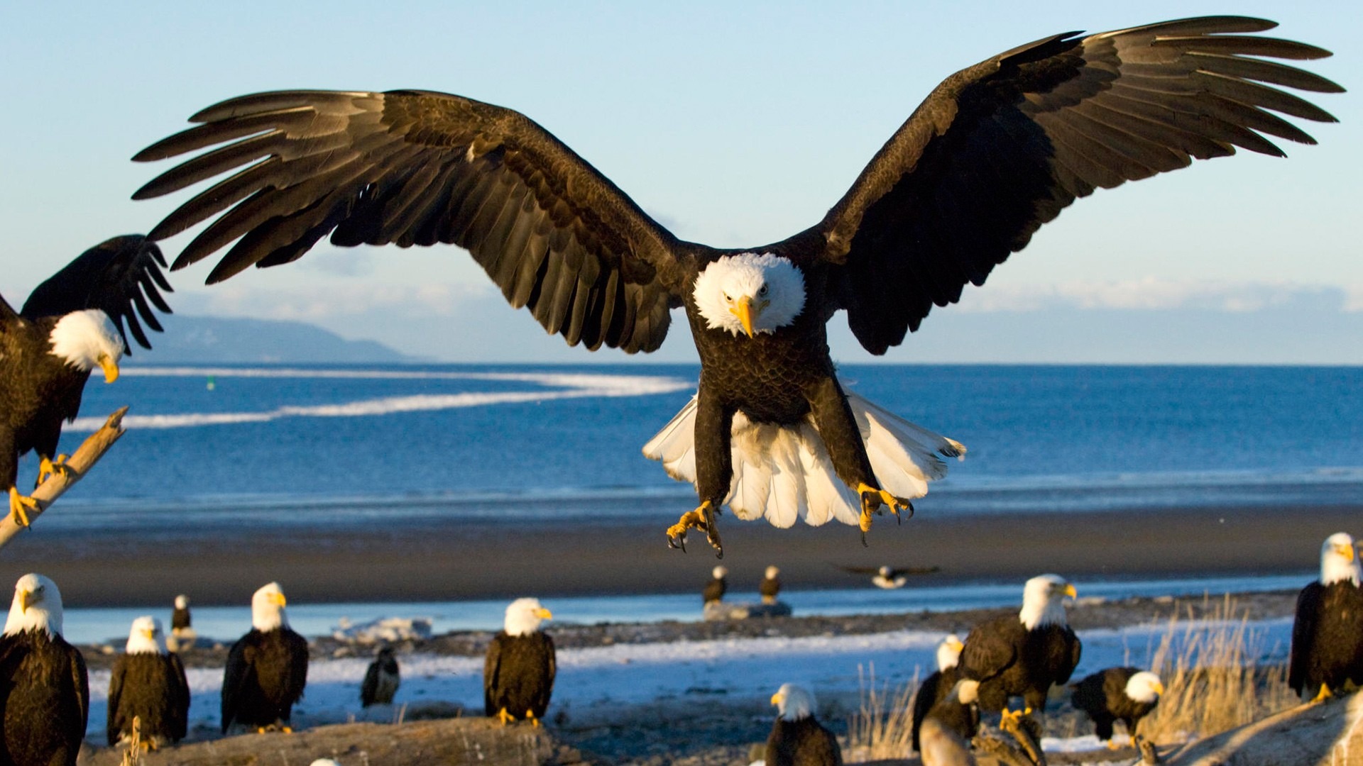 大型猛禽白头海雕又名美洲雕高清动物壁纸