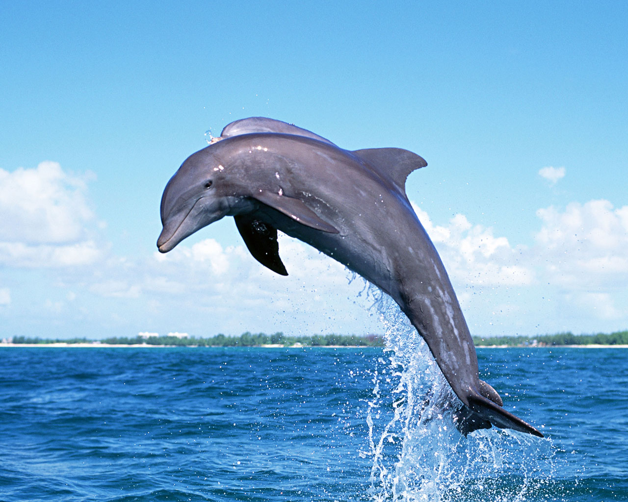 蓝天白云下的纯净海洋中海豚跃出水面特写