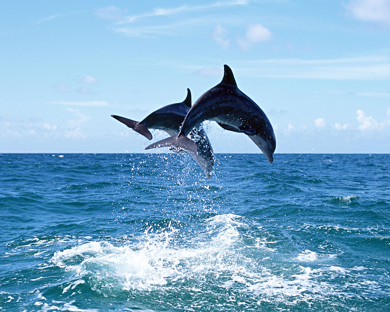 蓝天白云下的纯净海洋中海豚跃出水面特写