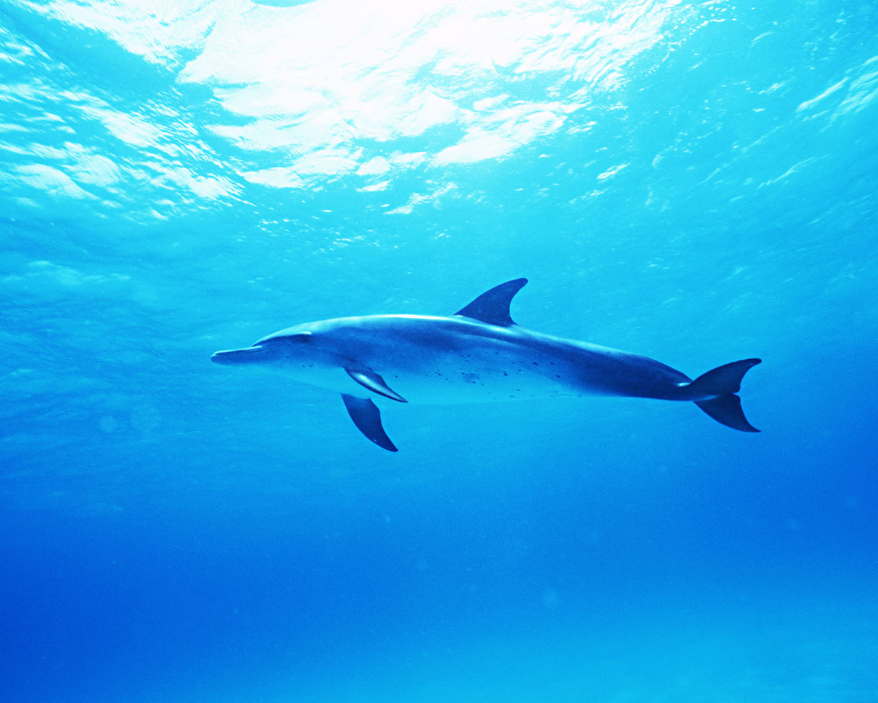 三五成群的海豚在海水中尽情遨游特写