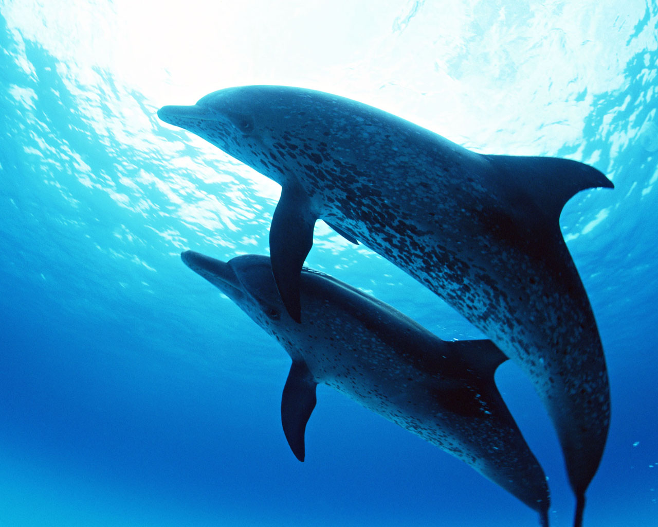 三五成群的海豚在海水中尽情遨游特写