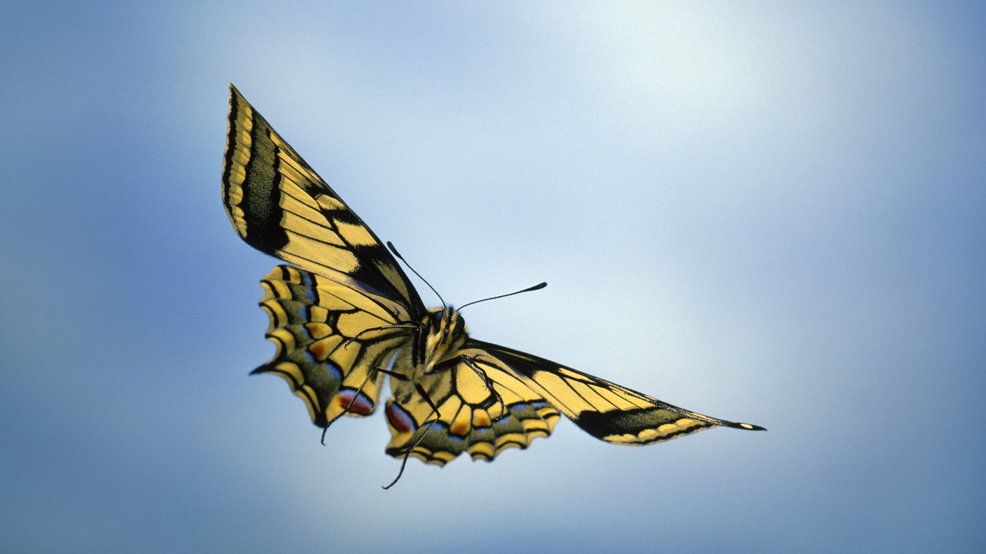 张开双翼的漂亮蝴蝶高清桌面壁纸