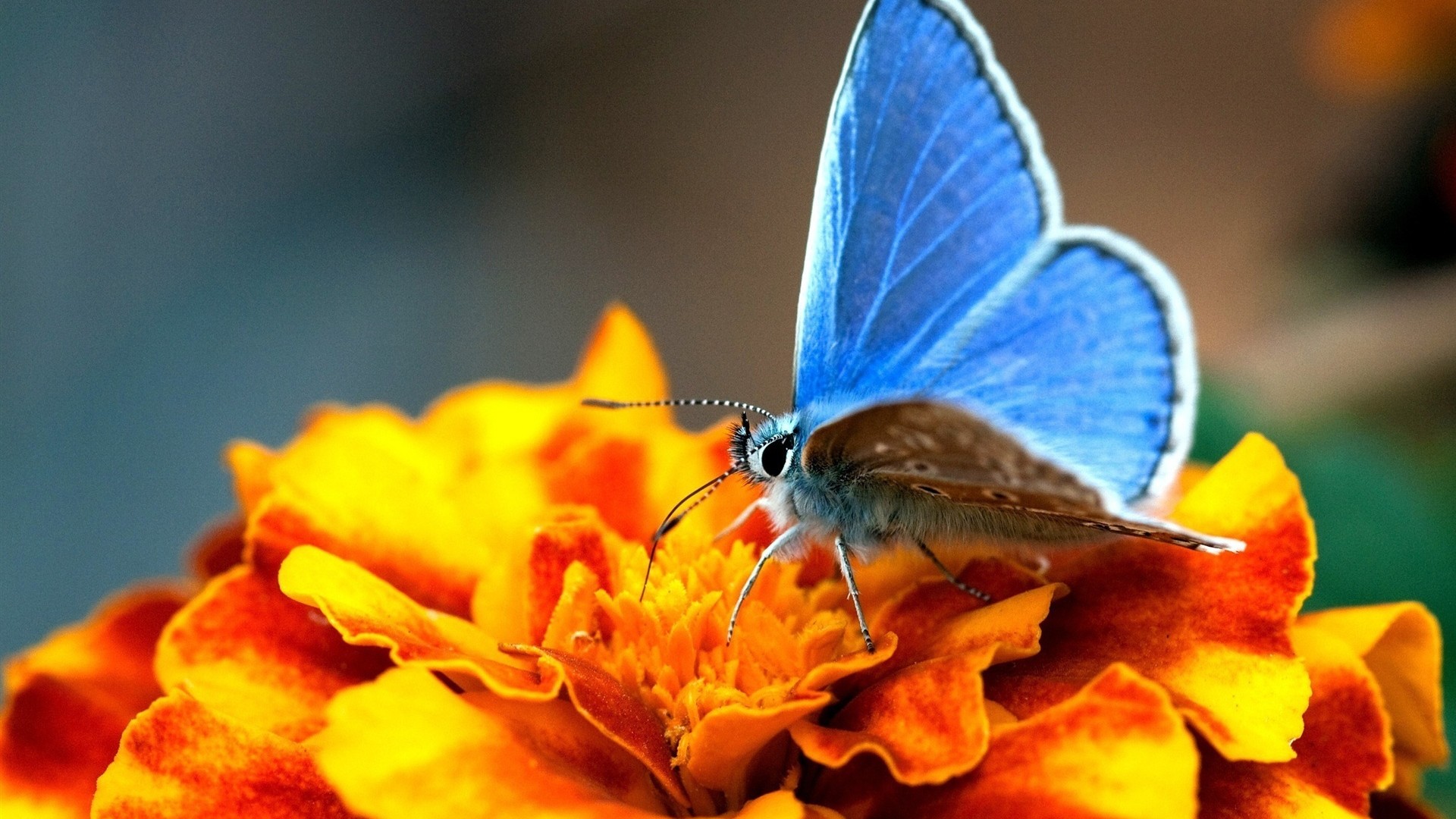 张开双翼的漂亮蝴蝶高清桌面壁纸