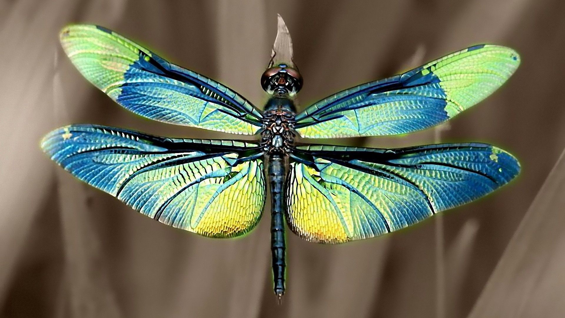 好看的蜻蜓伸展双翅高清特写桌面壁纸