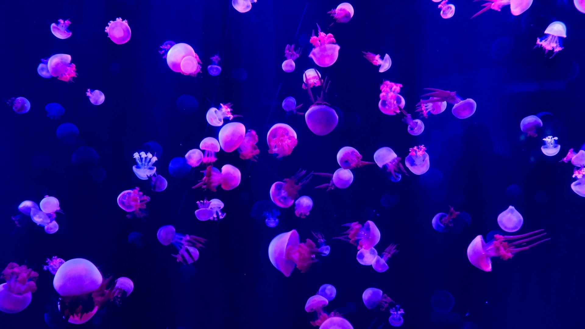 奇妙的海洋水母犹如深海灯塔高清图片壁纸 