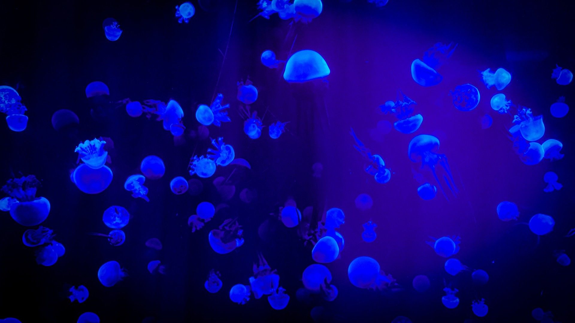 奇妙的海洋水母犹如深海灯塔高清图片壁纸 