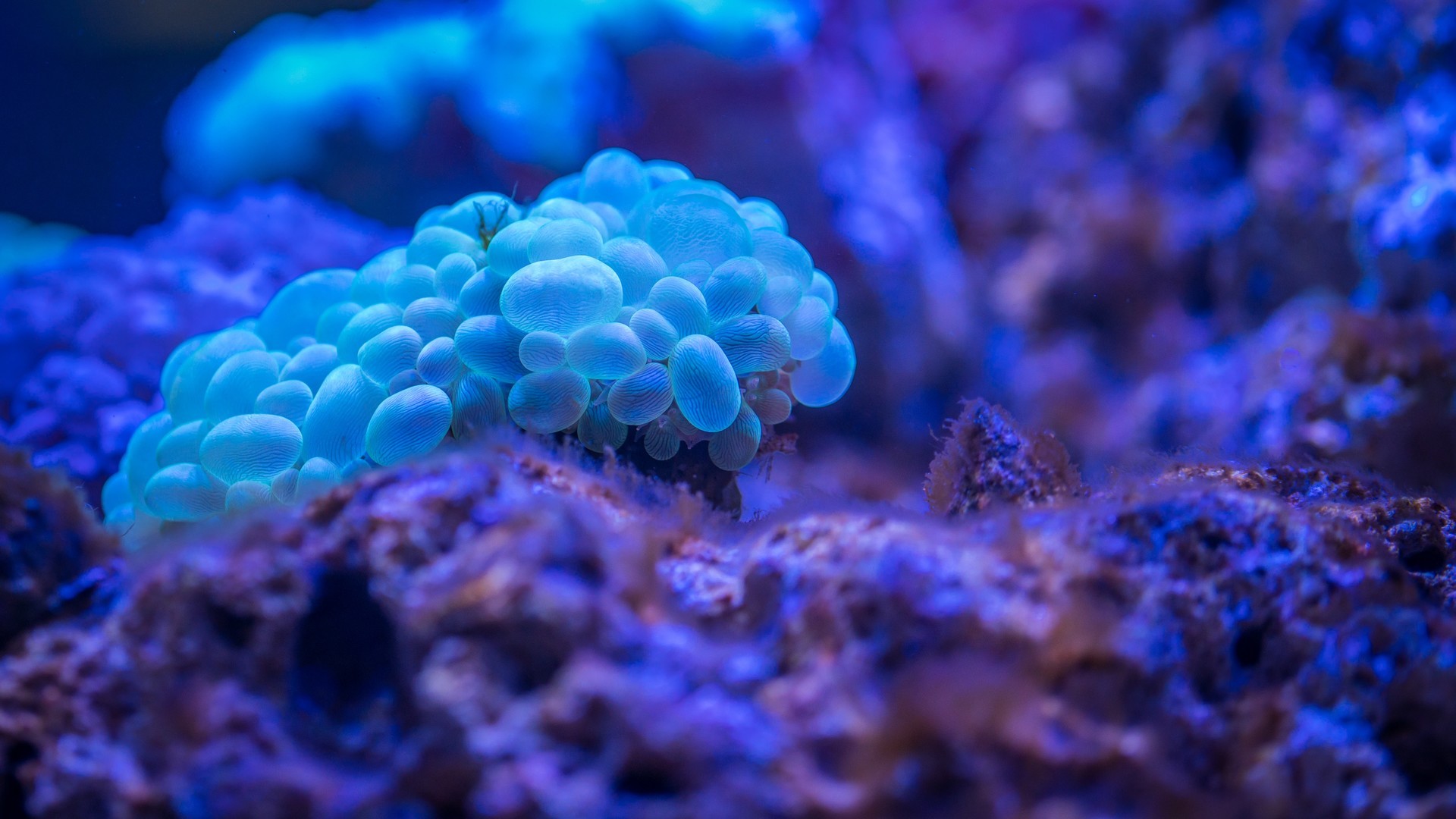 色彩绚丽的海底软体动物唯美桌面壁纸