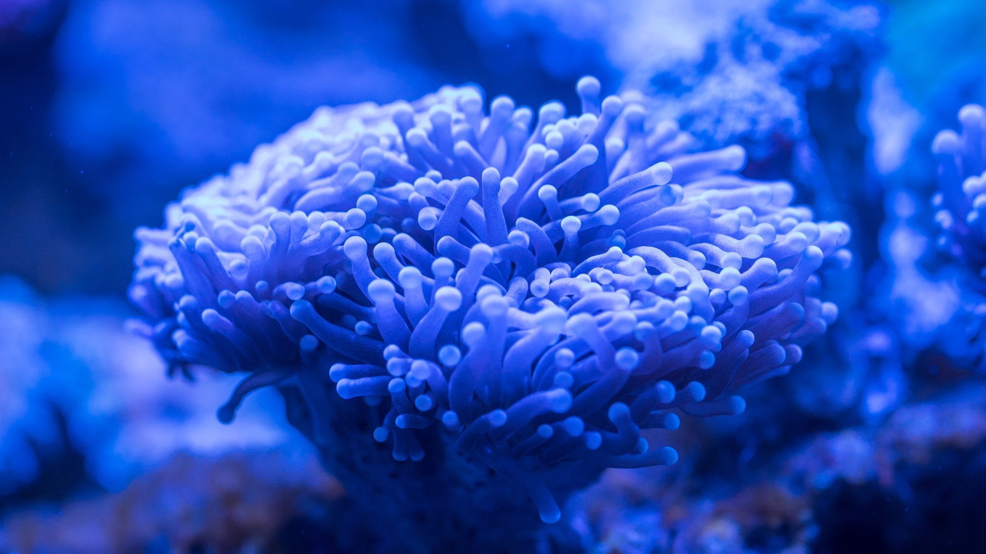 色彩绚丽的海底软体动物唯美桌面壁纸